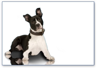 American Staffordshire Terrier