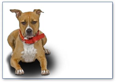 American Staffordshire Terrier