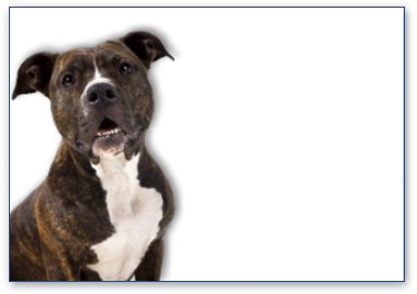 American Staffordshire Terrier