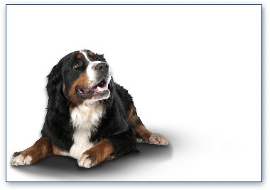 Berner Sennenhund