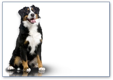 Berner Sennenhund