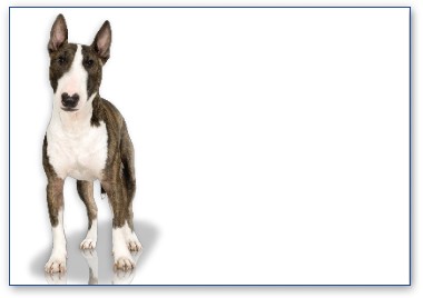 Bullterrier