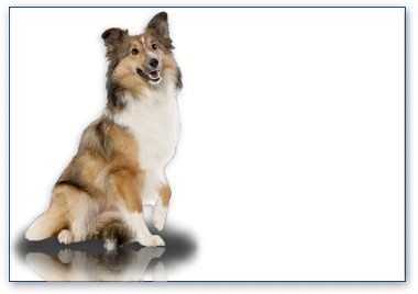 Collie
