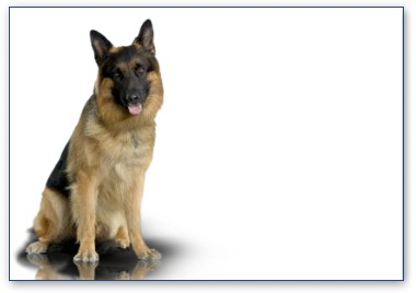 Deutscher Schferhund