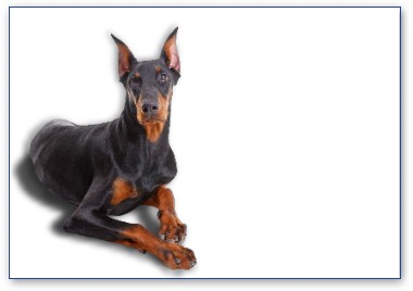 Dobermann