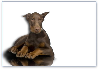 Dobermann