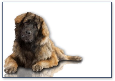 Leonberger