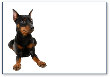 Pinscher