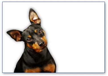 Pinscher