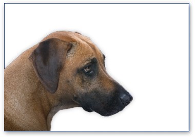 Rhodesian Ridgeback