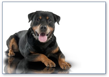 Rottweiler