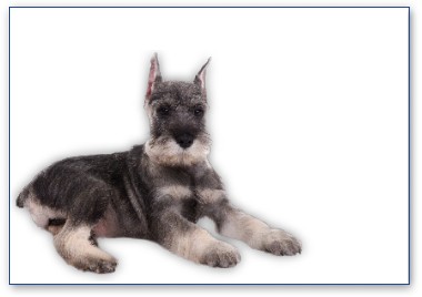 Schnauzer