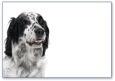 English Setter