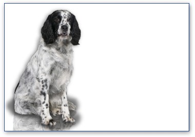  English Setter