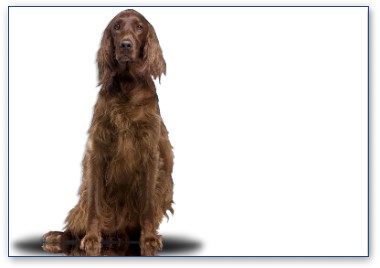 Irish Setter