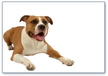 Staffordshire Bullterrier