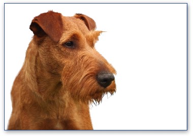 Irish Terrier