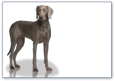 Weimaraner