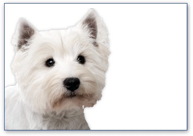 West Highland Terrier